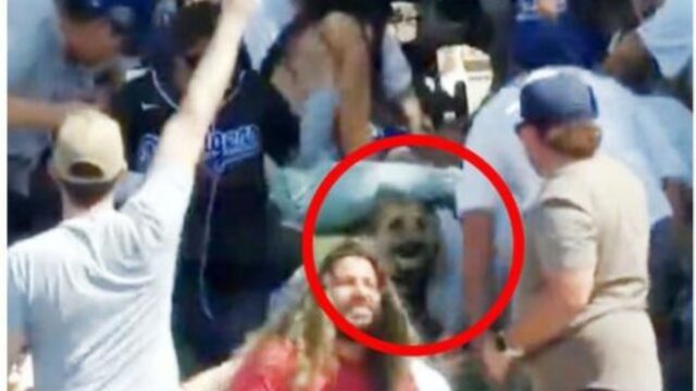 Sì, questo cane è l’invidia della partita di baseball: ha rubato la palla vincente facendo impazzire la platea