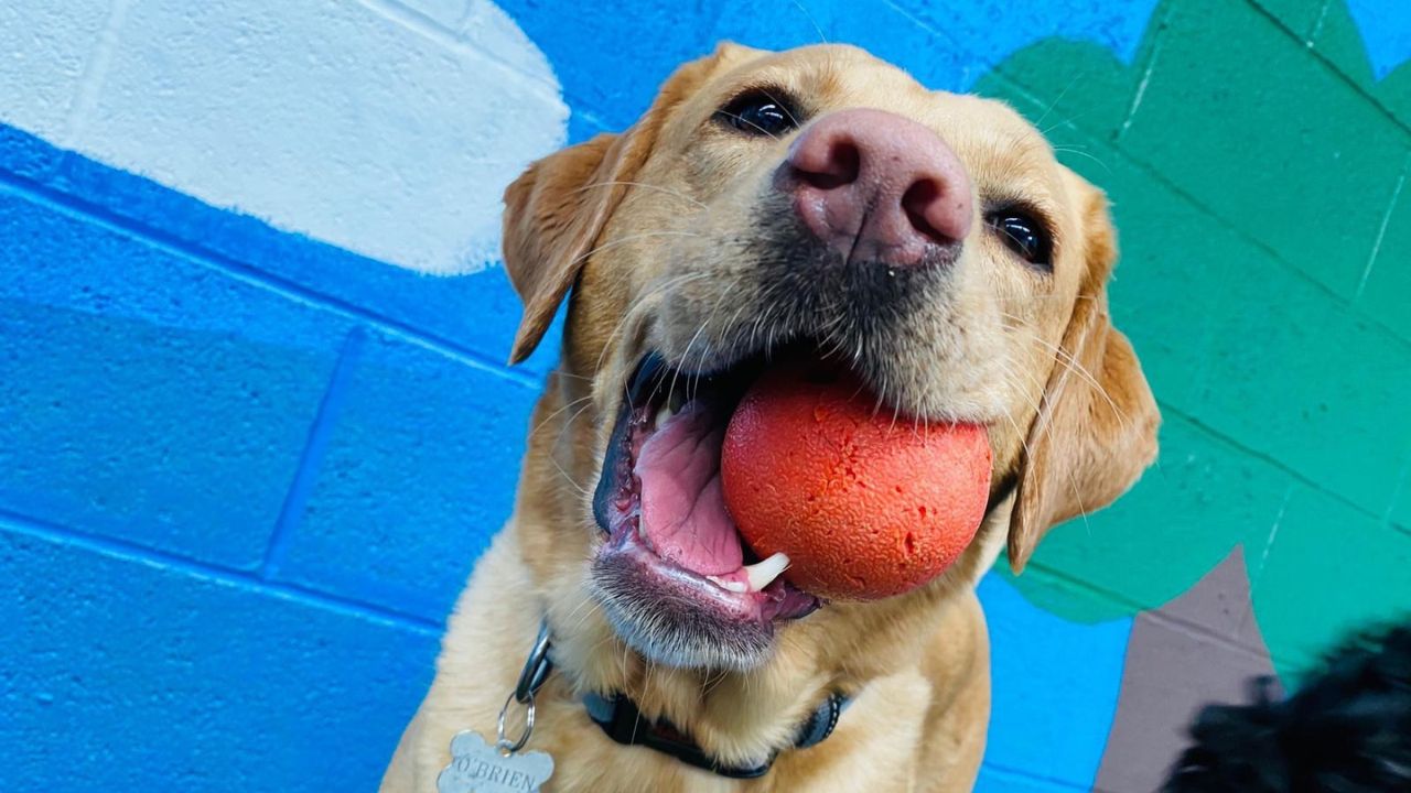 Cane con in bocca la pallina