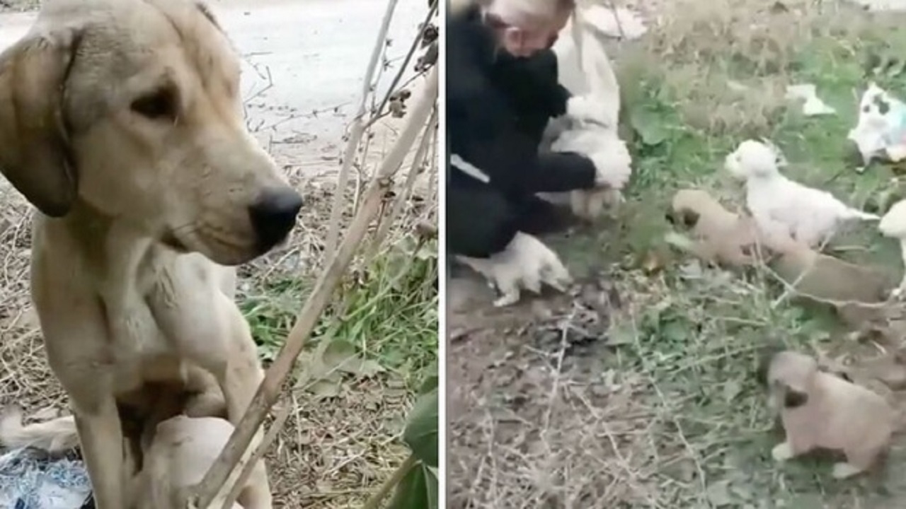 Cane dalla pelliccia bianca