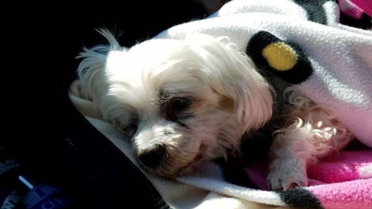 cagnolina abbandonata