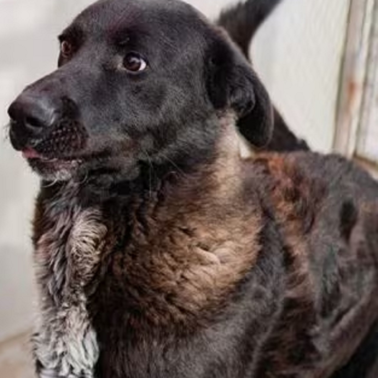 Cane nero con collo marrone