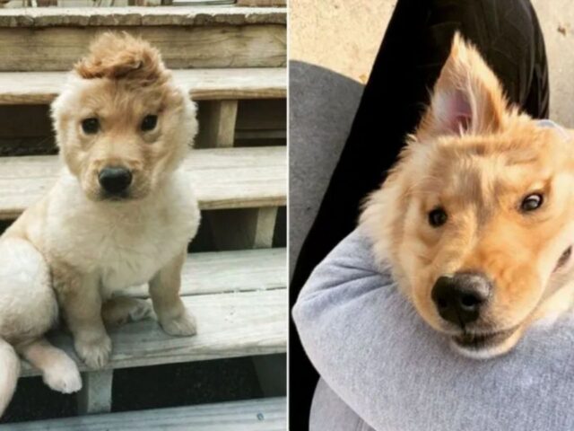 Rae, il cucciolo di cane nato con un orecchio solo, è l’unicorno più carino che tu abbia mai visto