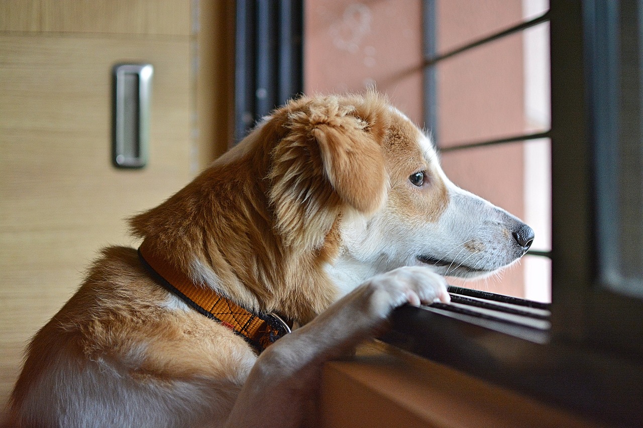 Cane guarda fuori dalla finestra