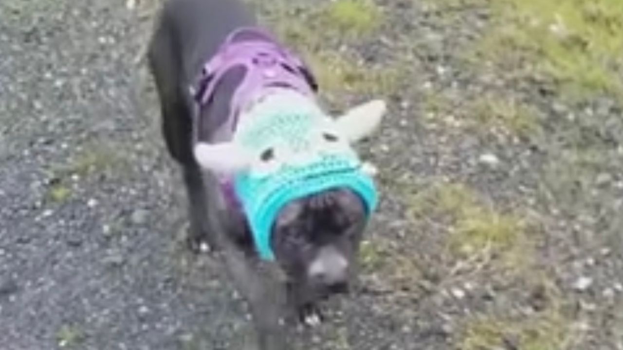 Cagnolino con un copricapo