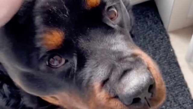 Il Rottweiler si avvicina triste al suo padrone, che lo consola per una cosa che non immaginereste mai