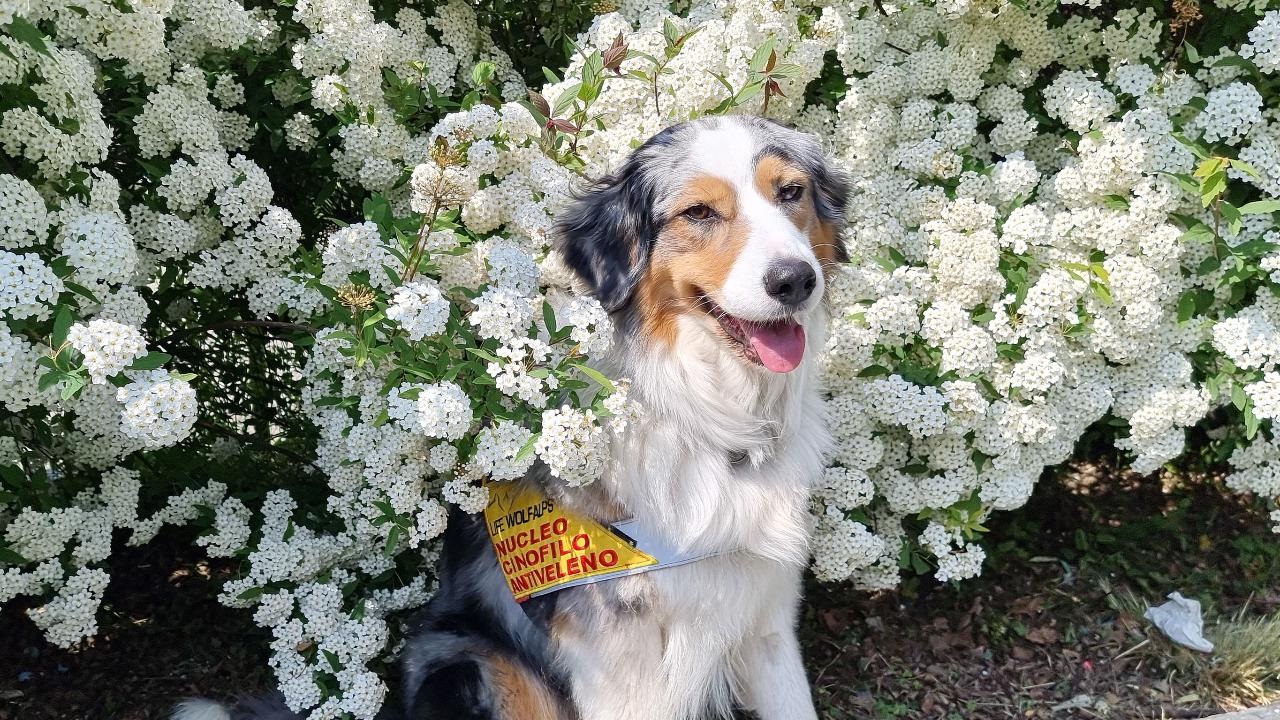 Cane tra i fiori