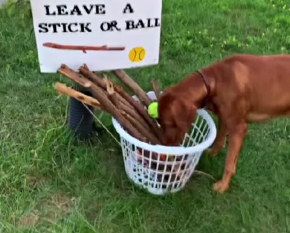 Hanno dato vita alla “dog library”, un punto di raccolta pensato per tutti i cani che vogliono giocare