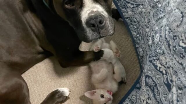 La storia d’amore tra questo cane e questo gattino farà sciogliere il vostro cuore