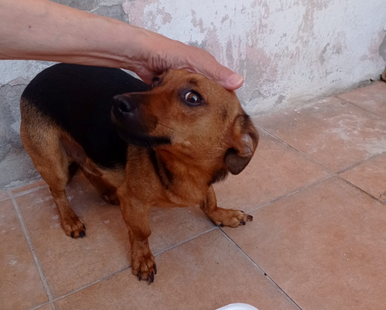 cagnolino