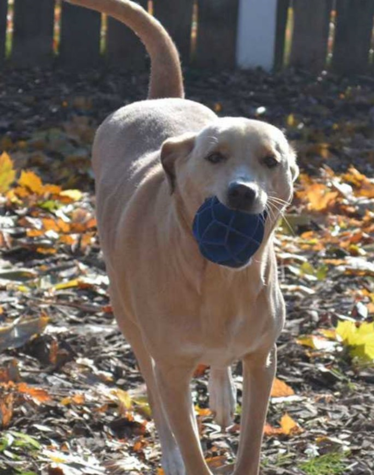 una cagnolina di nome Lana con una palla