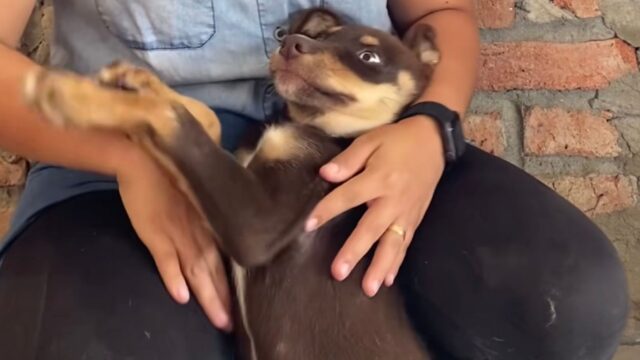 Questo bellissimo cucciolo dagli occhi azzurri non aveva mai ricevuto amore: il suo salvataggio è pieno di gioia