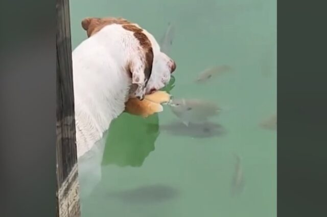 Un provetto pescatore: questo cane ha imparato ad attendere con pazienza la sua preda