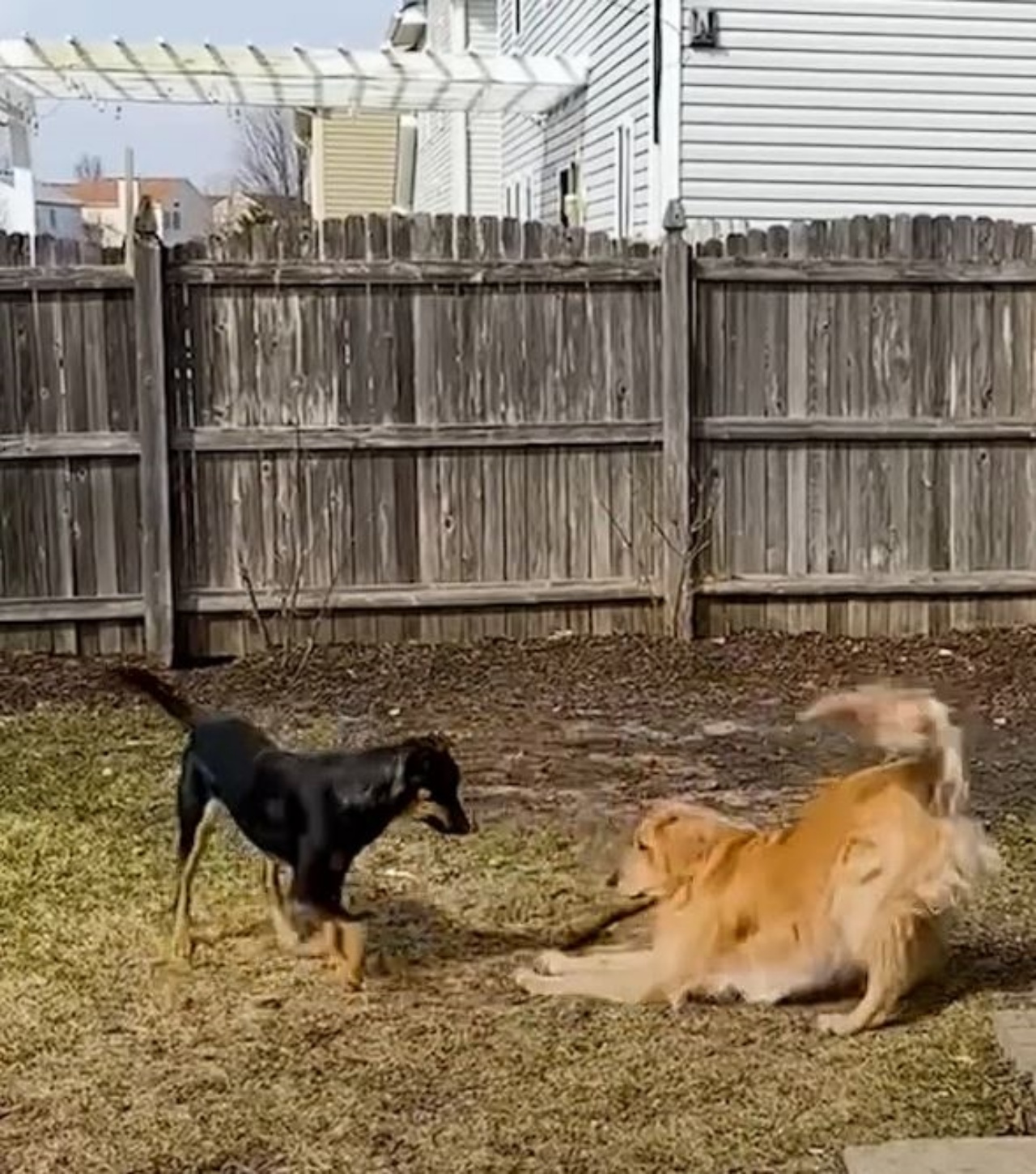 due cani che giocano insieme
