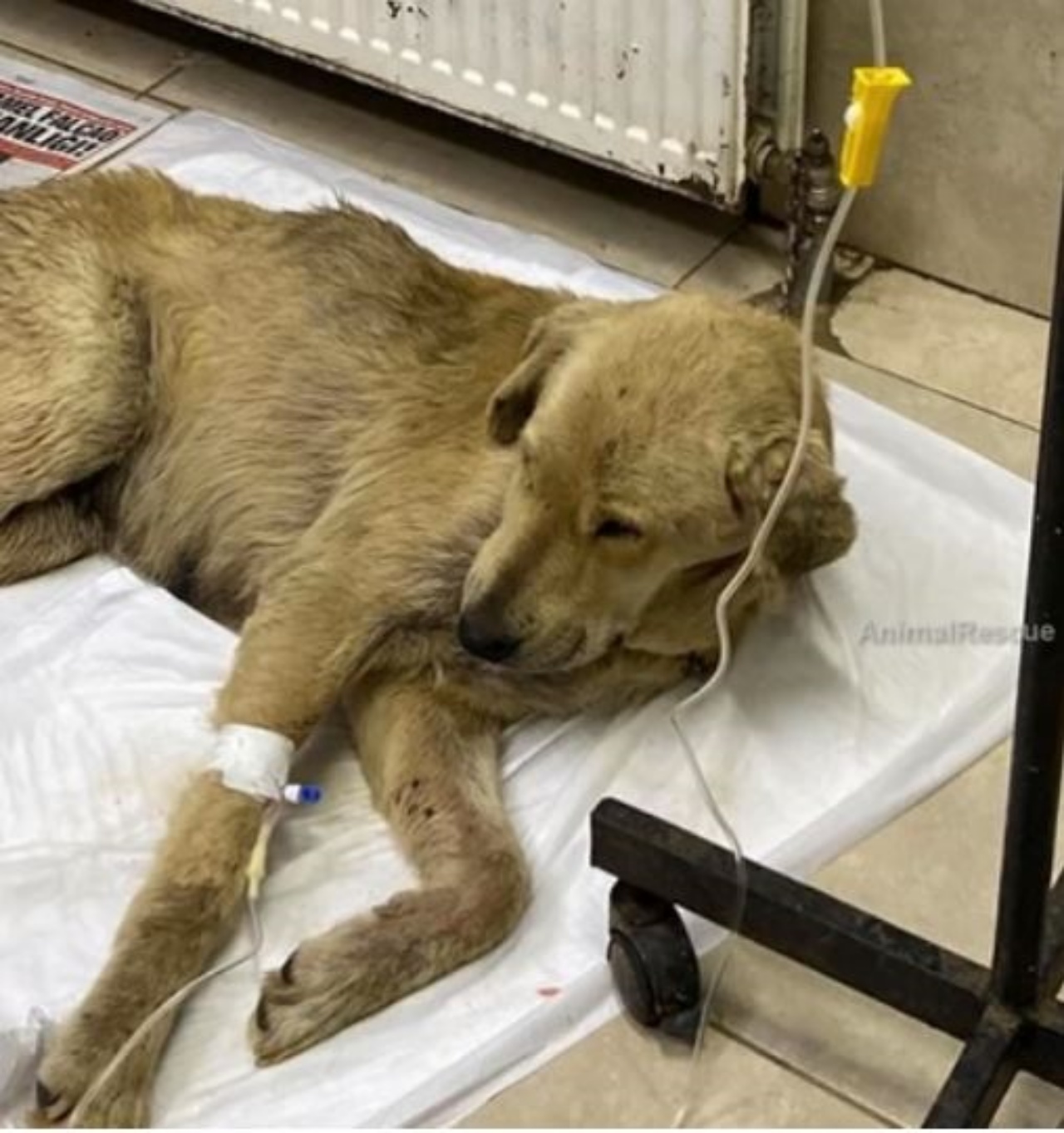 un cane in clinica veterinaria