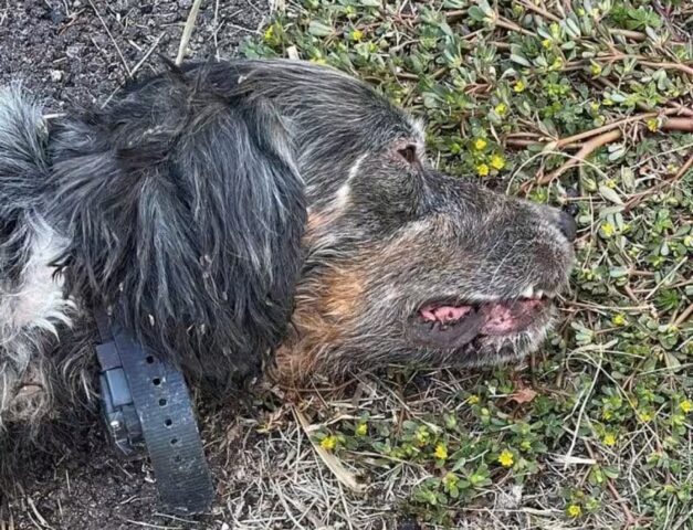 Cane abbandonato con un collare elettrico sarà restituito al proprietario