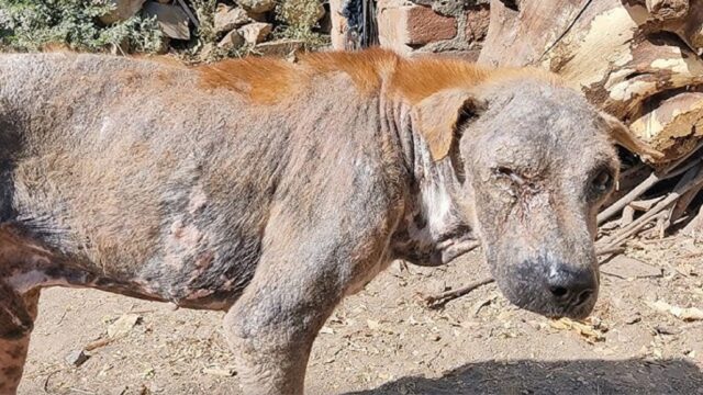 Cane anziano ferito e affamato aveva bisogno di aiuto urgente