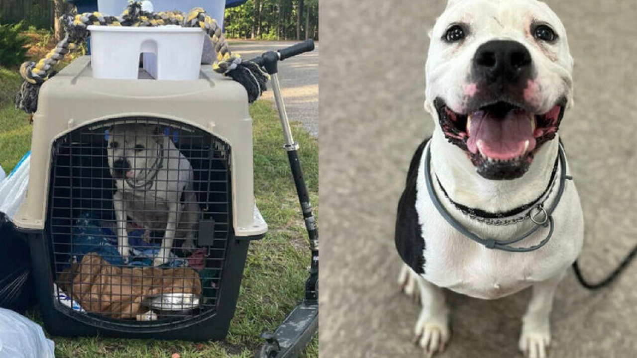 cane bianco di media taglia