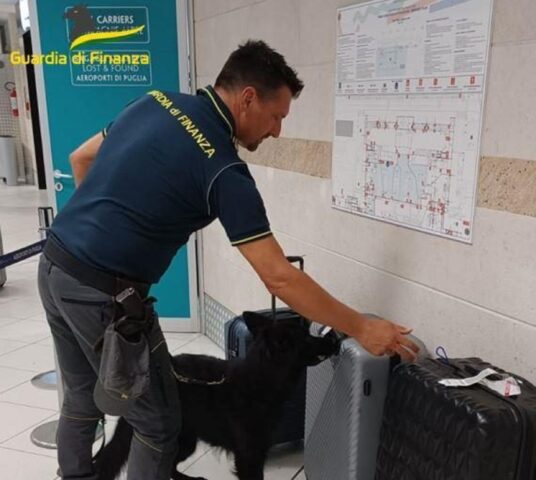 Cane fiuta banconote per la Guardia di Finanza di Bari: cosa fa un “cash dog”?