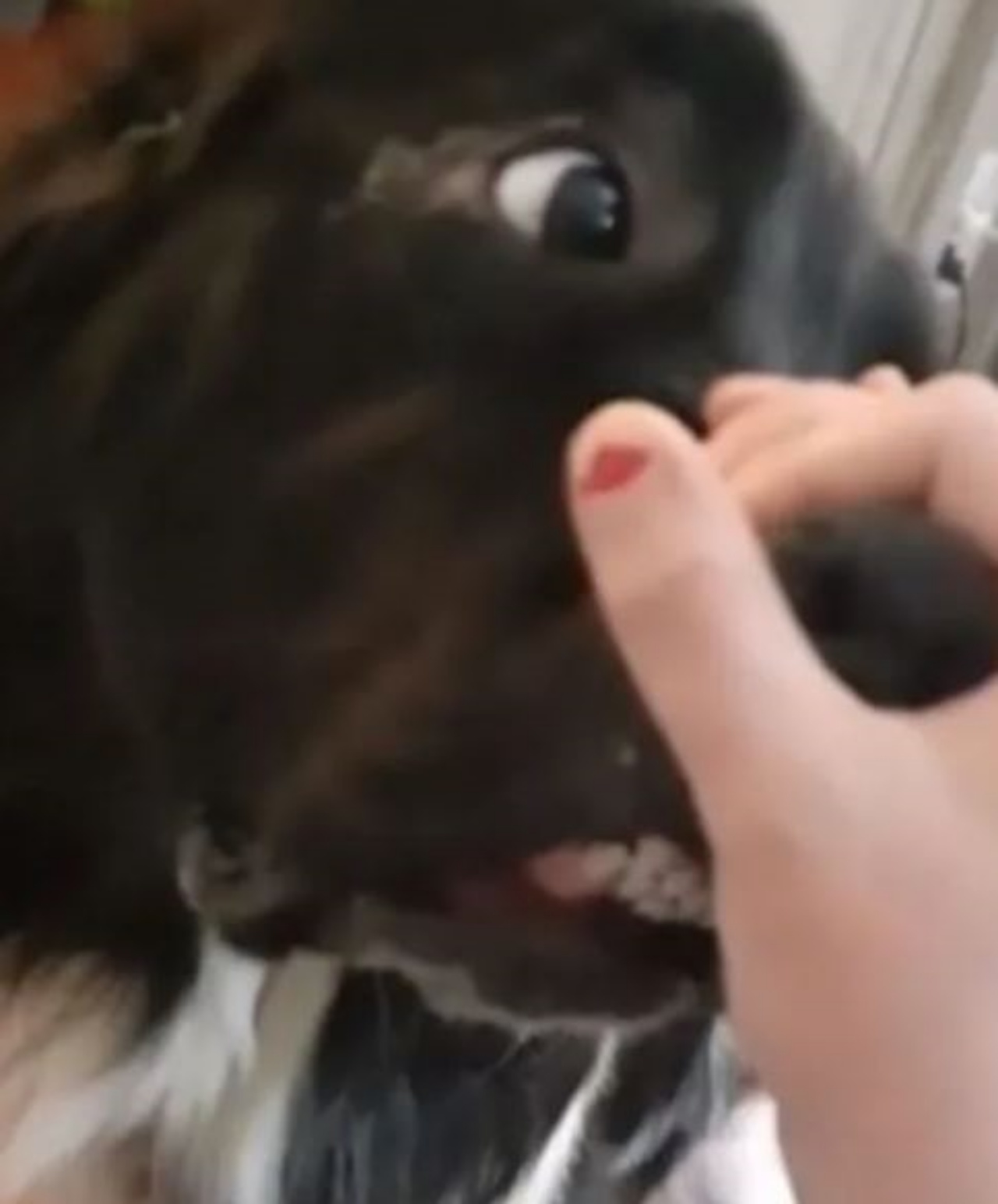 un cane di nome alexa