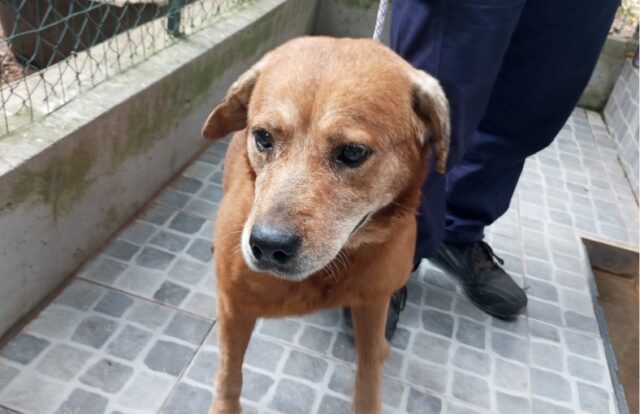 Cani vissuti in cantina per 10 anni trovano una nuova vita grazie alla LAV