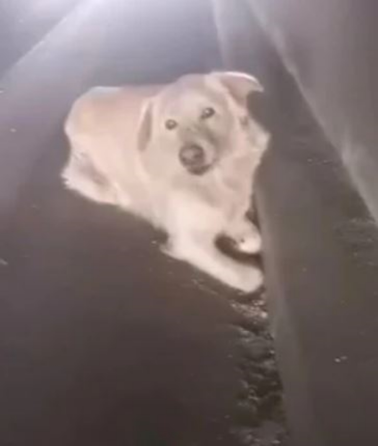 un cane solo sotto ad un tunnel