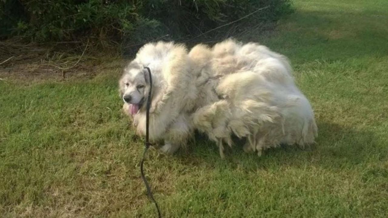 Cane dal folto pelo