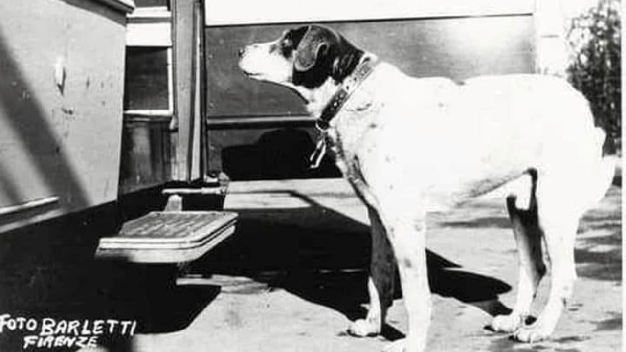 Fido l'Hachiko italiano