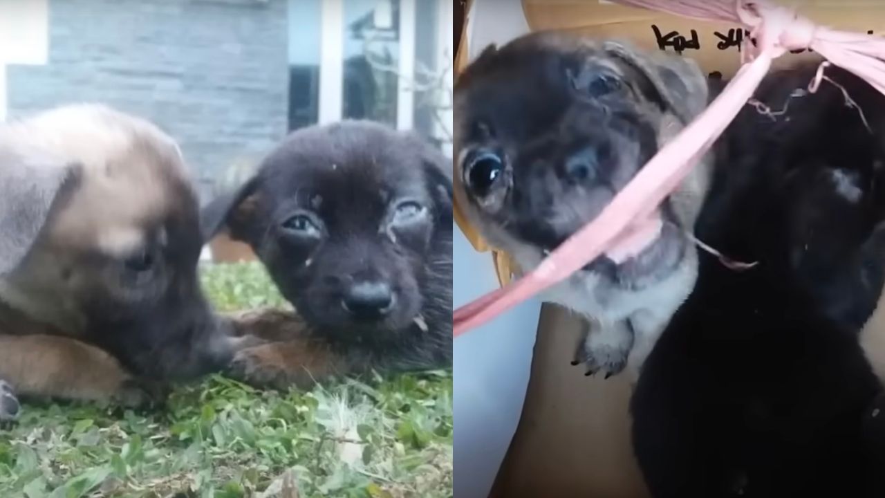 Cuccioli di cane