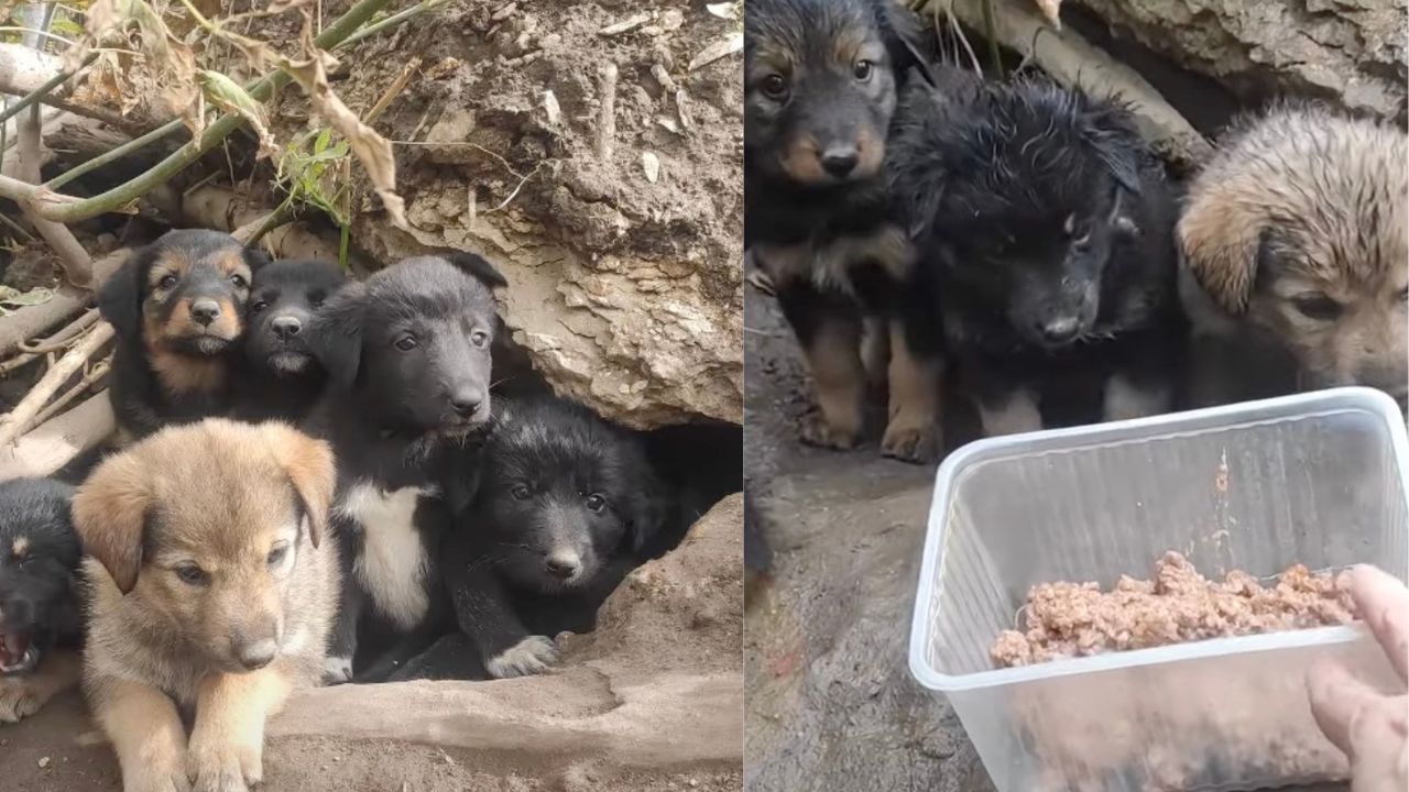 Cuccioli in mezzo alla foresta