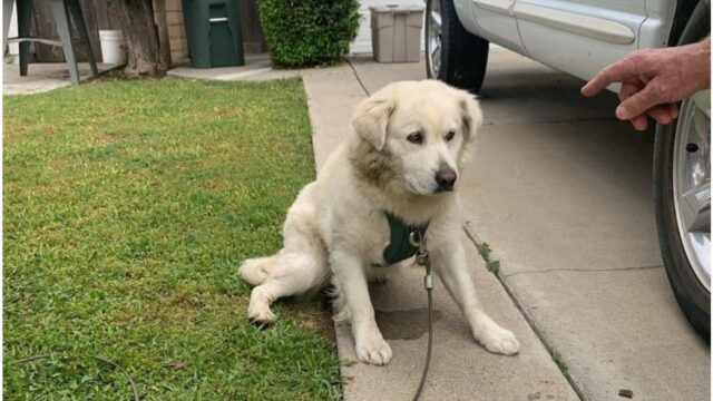 Legarono il cane alla cassetta della posta e se ne andarono: lui non ha mai capito perché lo hanno lasciato indietro