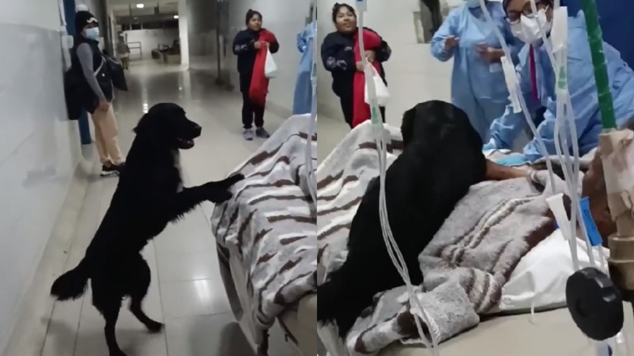 cane e umano in ospedale