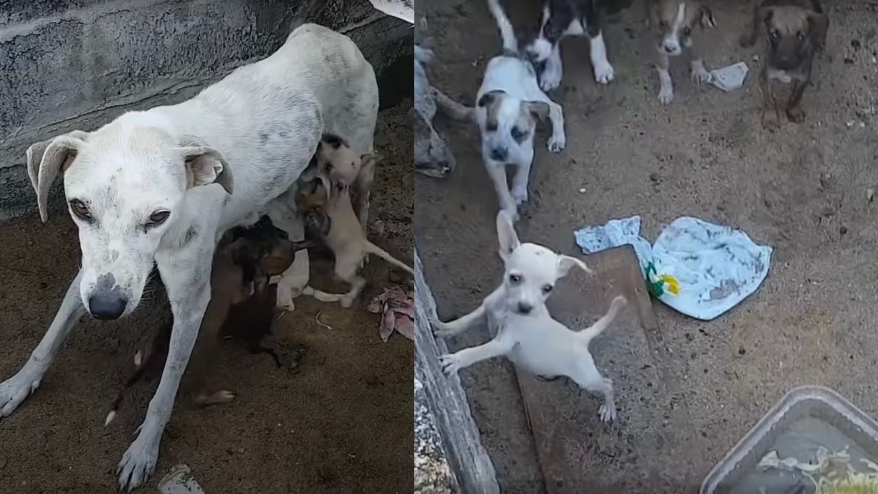 Mamma cane e cuccioli