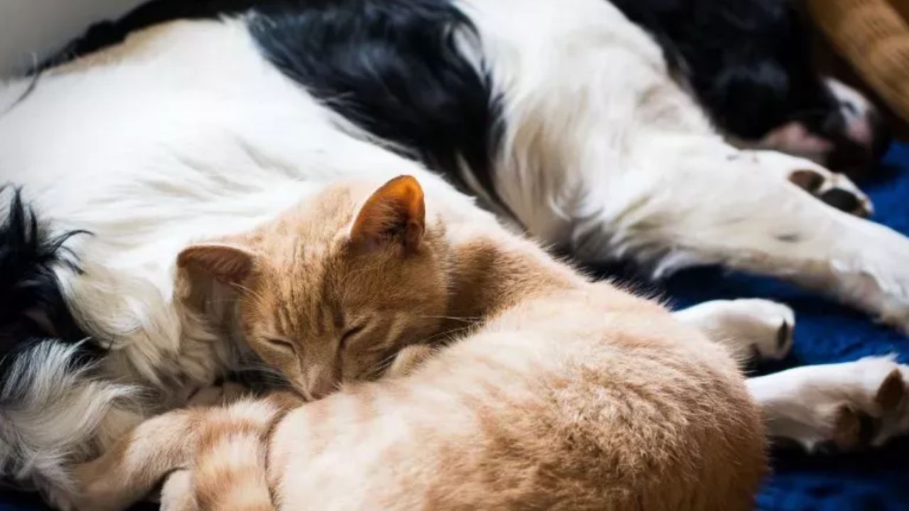cane bianco e nero in compagnia di un gatto arancione