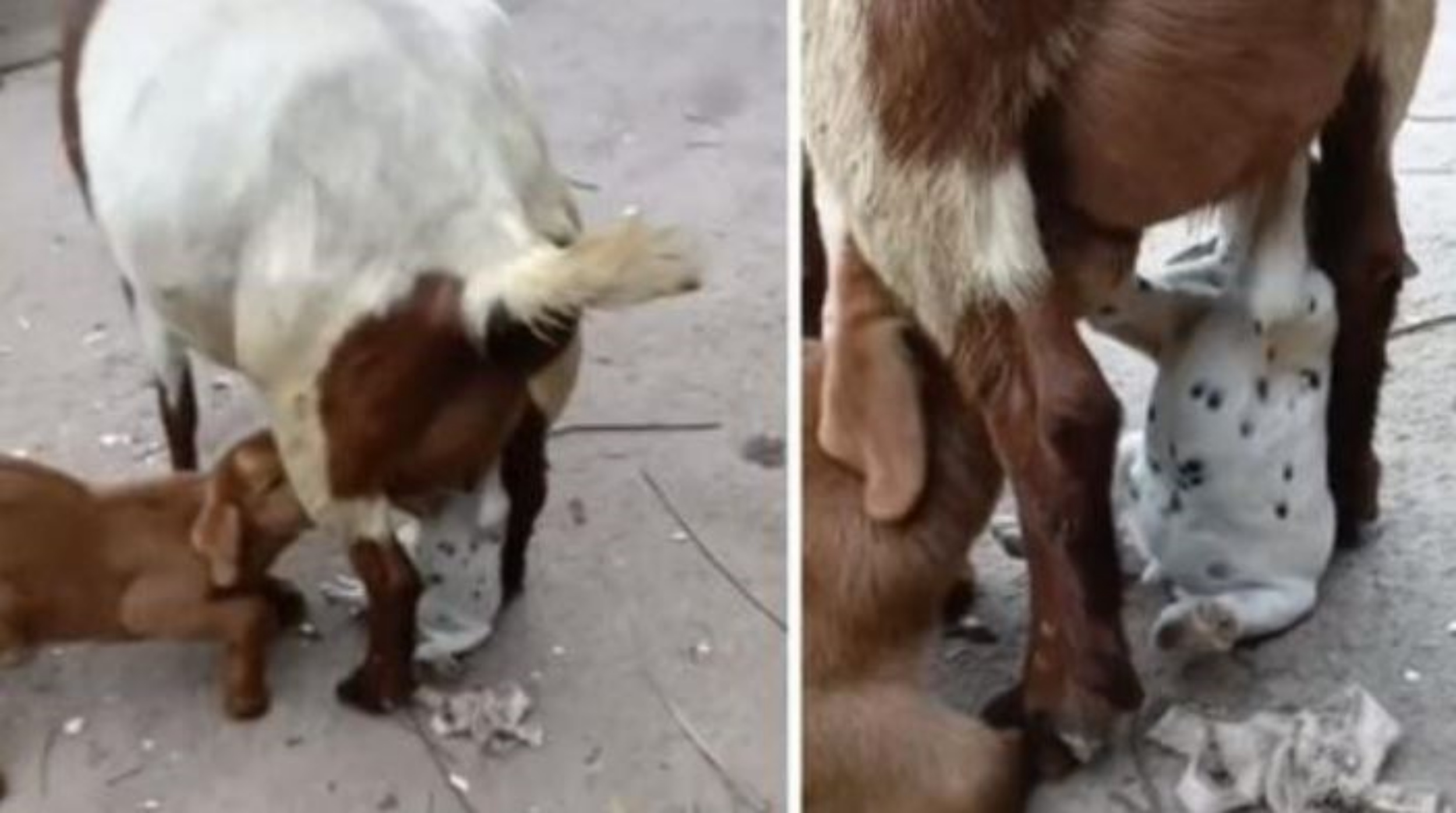 un cucciolo beve latte da una capra