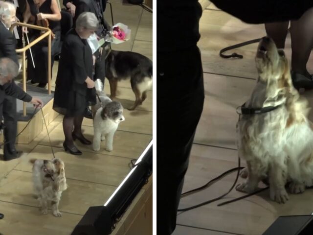 Un musicista provetto: questo cane si è esibito insieme alla Danish Chamber Orchestra con grande successo