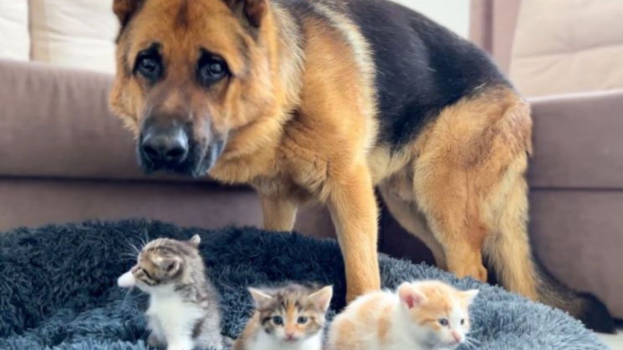 un cane di nome Rocky con dei gattini