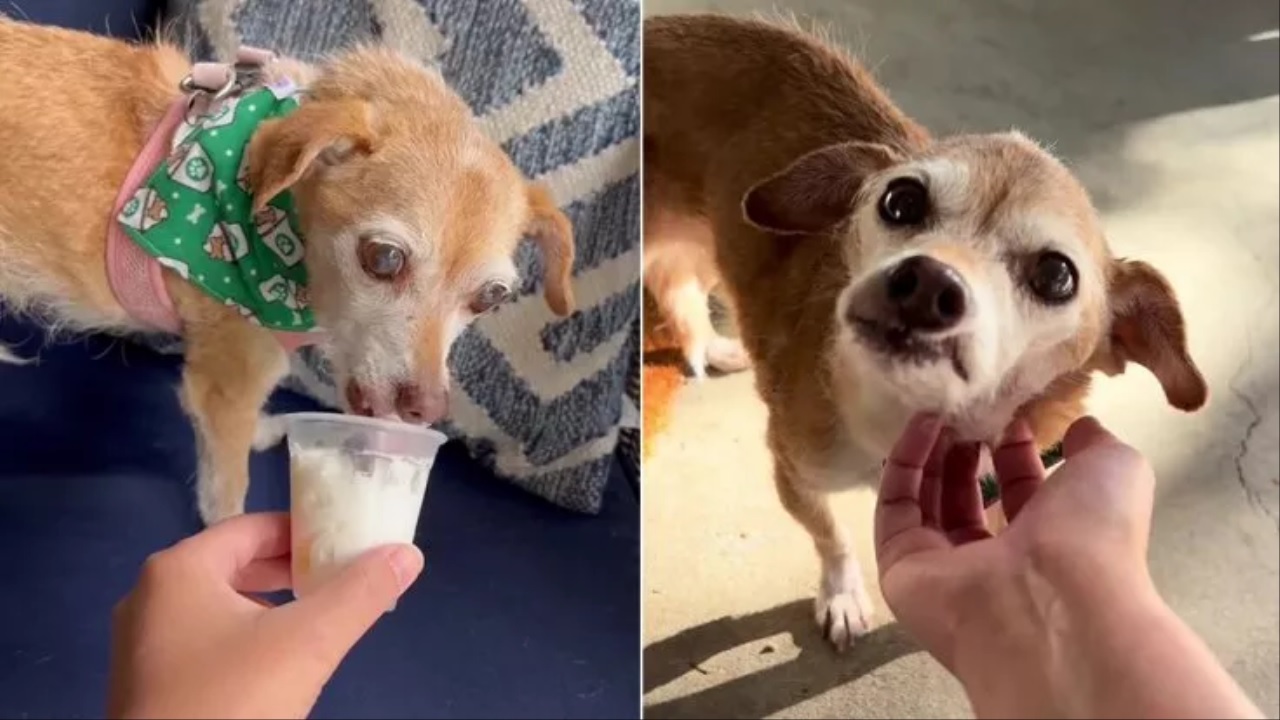 Cane beve un puppuccino