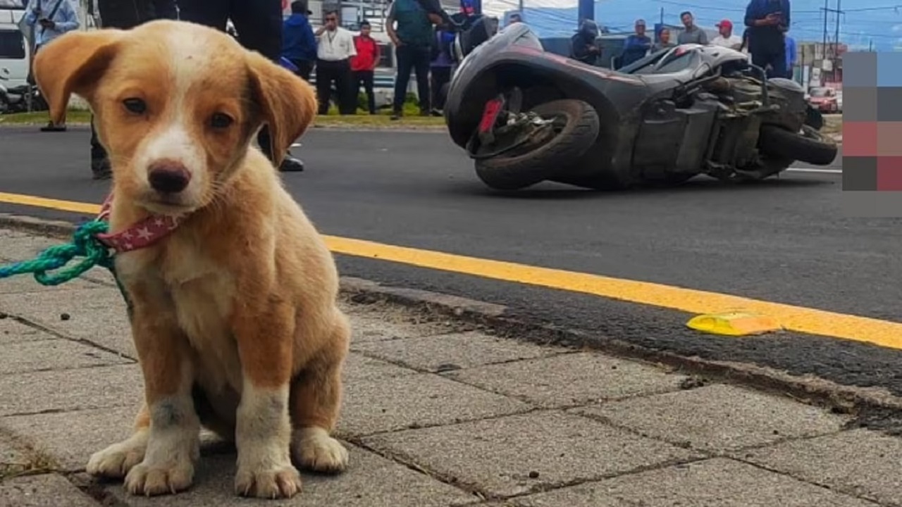 Sguardo triste del cucciolo