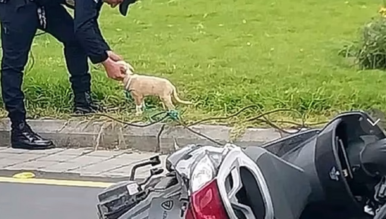 Poliziotto coccola il cane