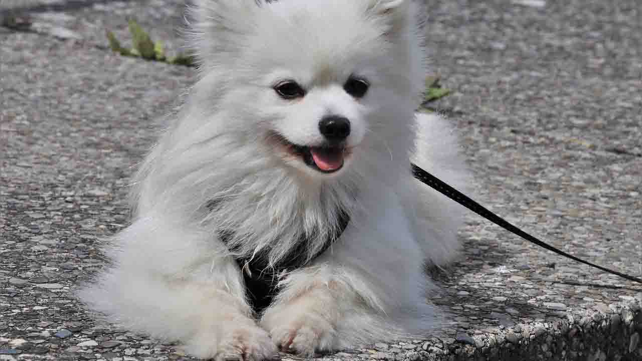 Piccolo cagnolino bianco al guinzaglio