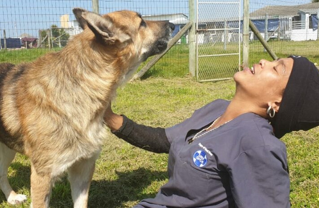 Cane gioca con la veterinaria