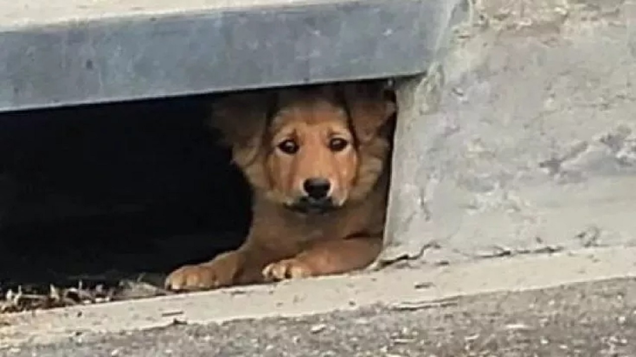 Cane sotto il marciapiede