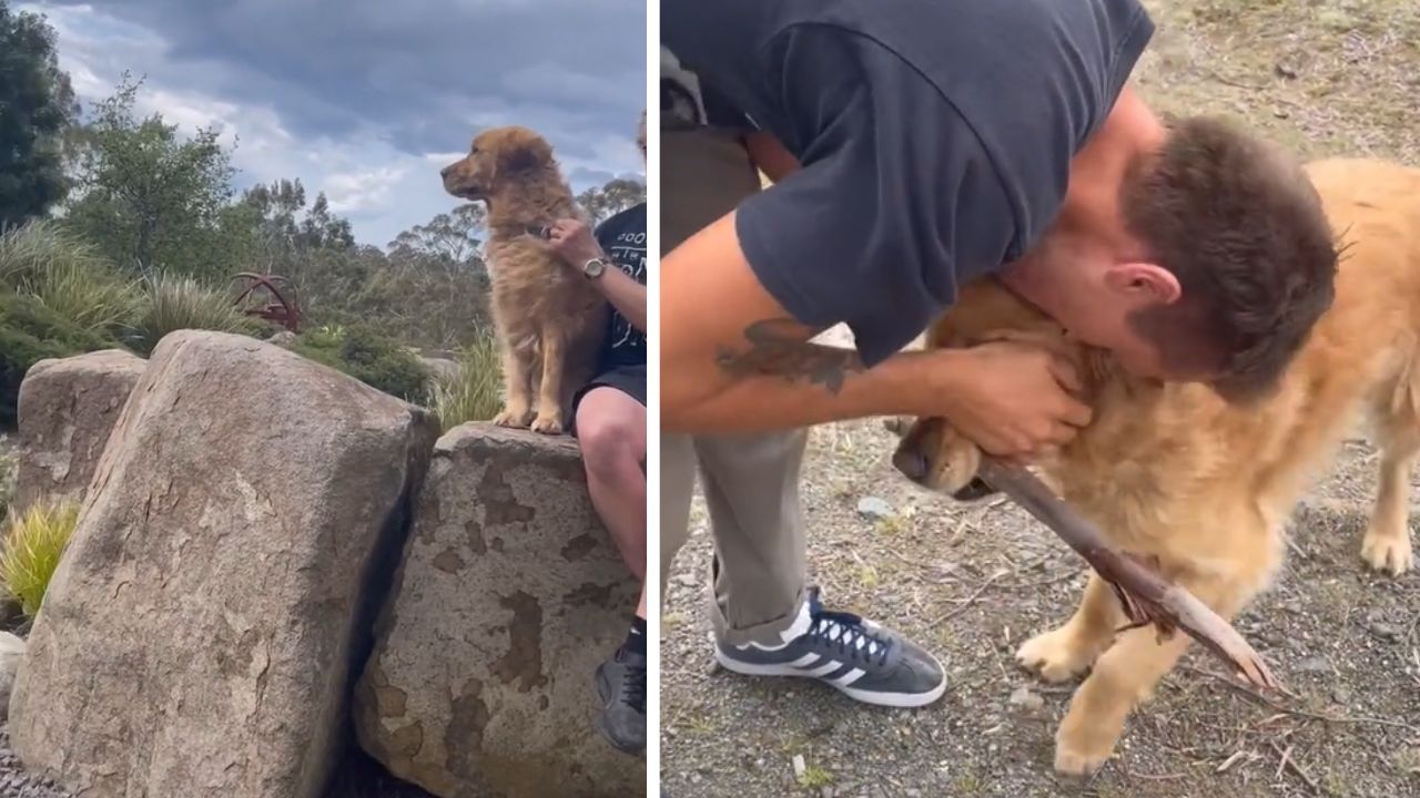 uomo piegato su un cane