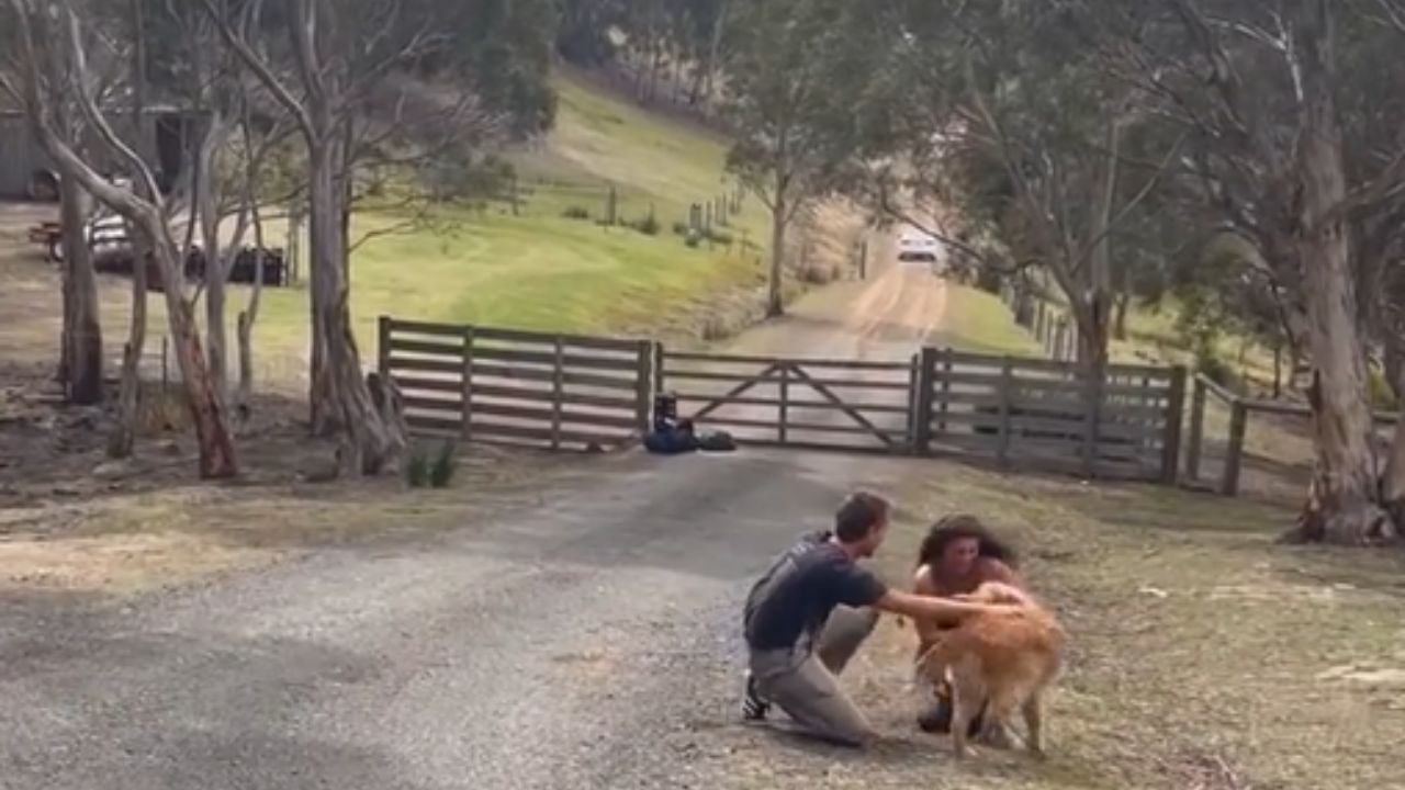 cane con persone inquadrate in lontananza