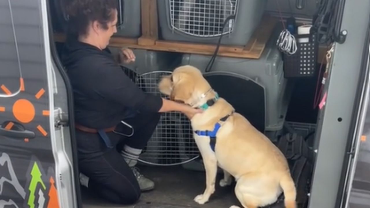 cane che si fa accarezzare da una donna