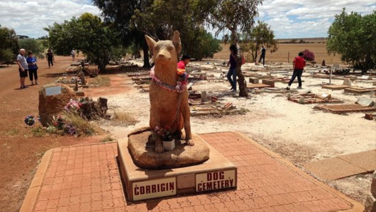 Cimitero per cani in Australia