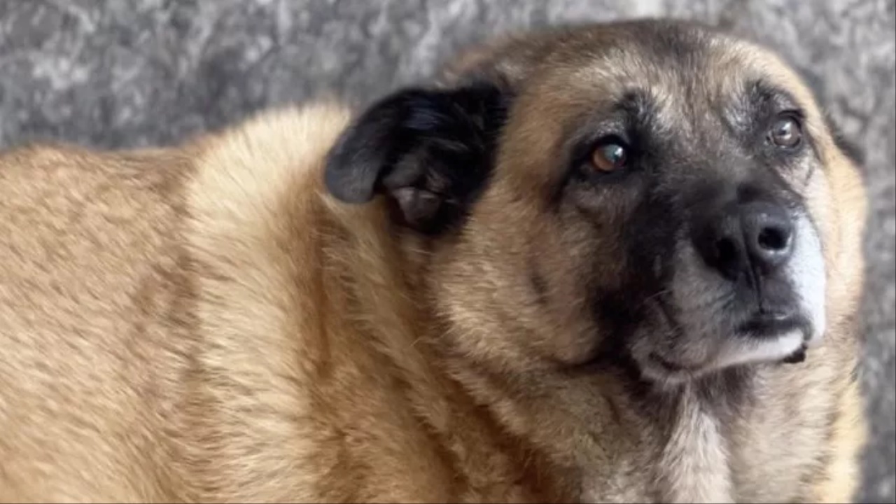 Pippo, il cane di quartiere di Avellino