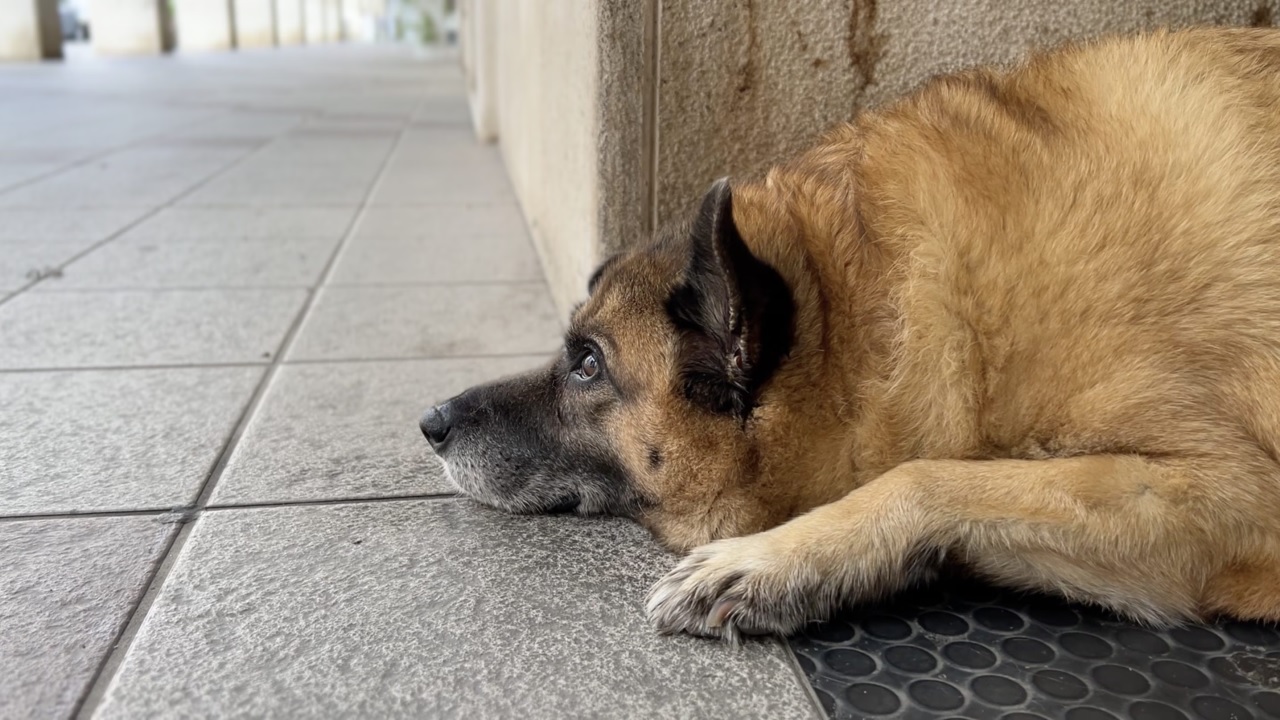 Cane triste per terra