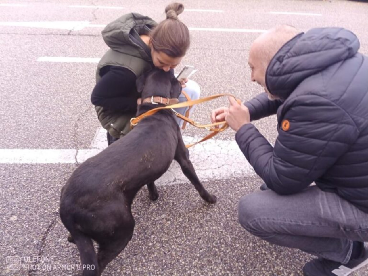 Cane coccolato in strada