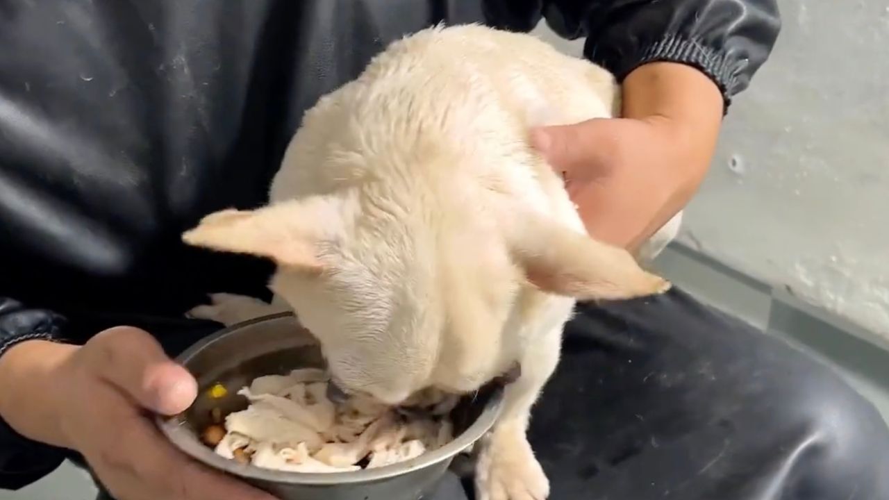 Cane intento a mangiare